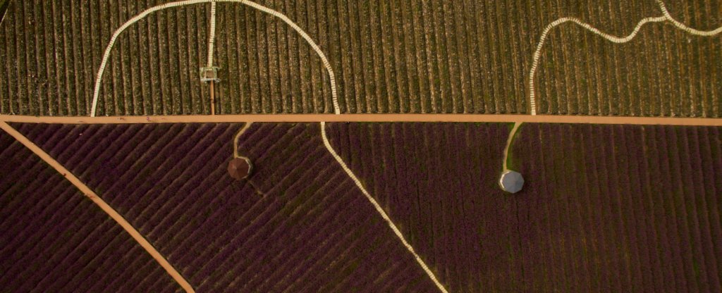 Цветочное поле,  - Фото с квадрокоптера