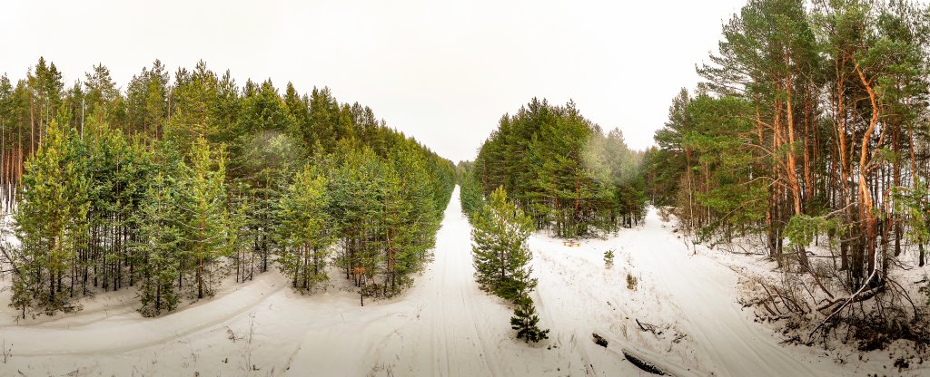 Панорама зимнего леса,  - Фото с квадрокоптера