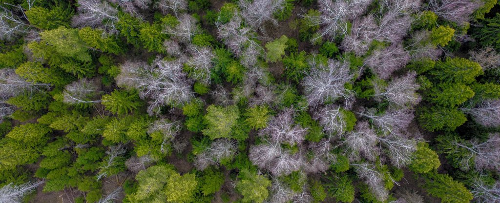 Лес, Москва - Фото с квадрокоптера