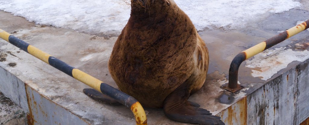 Сивуч,  - Фото с квадрокоптера