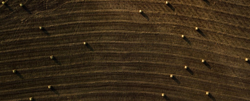 Осенние копны,  - Фото с квадрокоптера