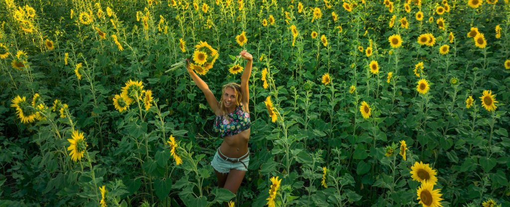 в подсолнухах, Анапа - Фото с квадрокоптера