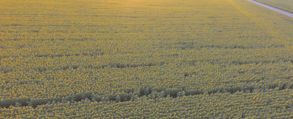 Поля,  - Фото с квадрокоптера