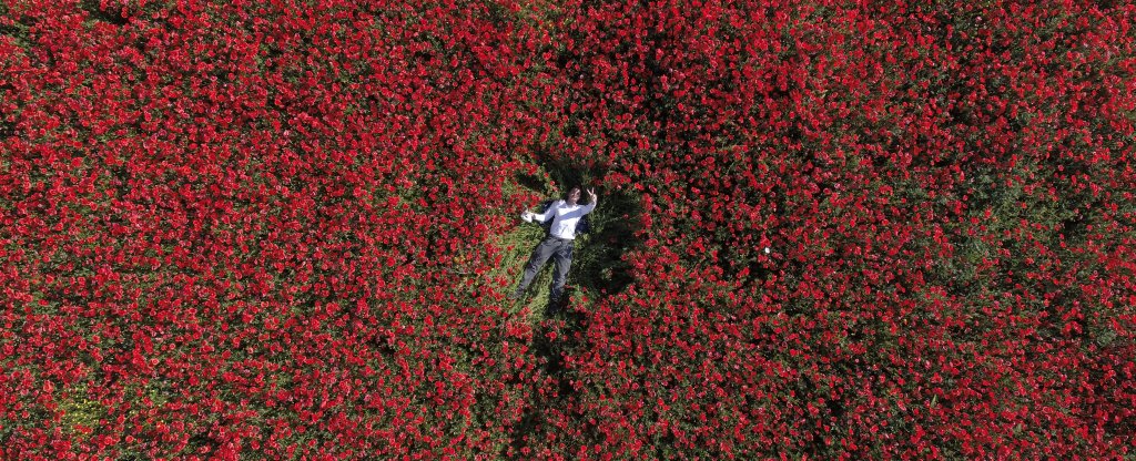 Маки,  - Фото с квадрокоптера