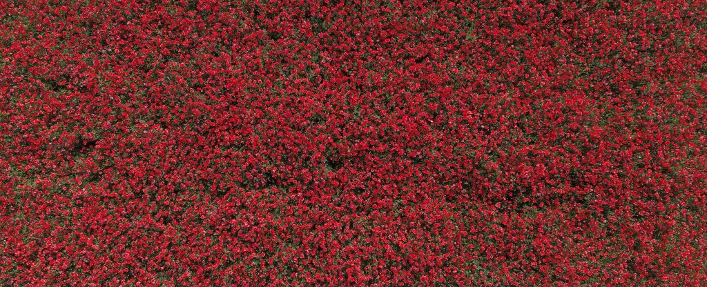 маки,  - Фото с квадрокоптера