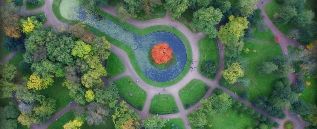 Красное дерево, Санкт-Петербург - Фото с квадрокоптера