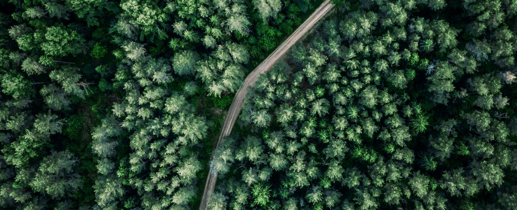 Лесная тропа, Борисоглебский - Фото с квадрокоптера