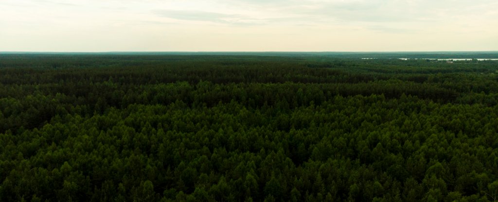 Лес,  - Фото с квадрокоптера