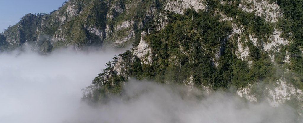 Сосны над облаками,  - Фото с квадрокоптера