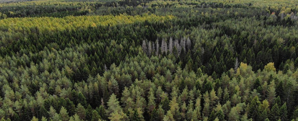 Лес,  - Фото с квадрокоптера