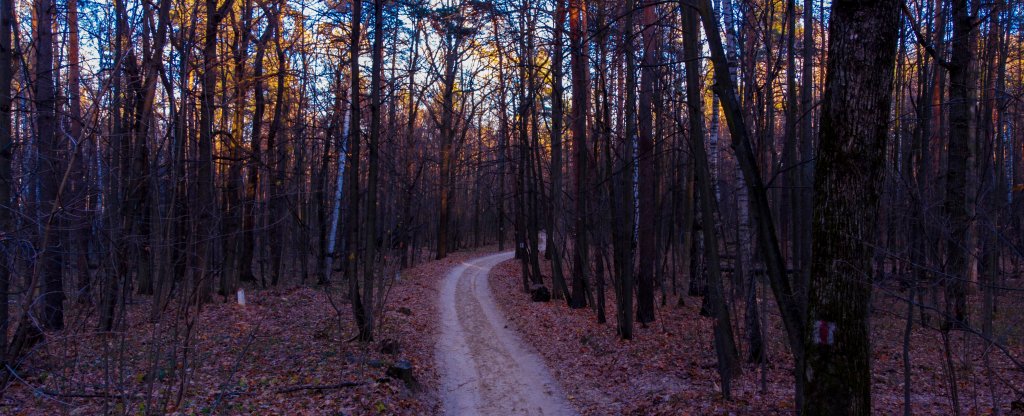 Лесная тропа,  - Фото с квадрокоптера