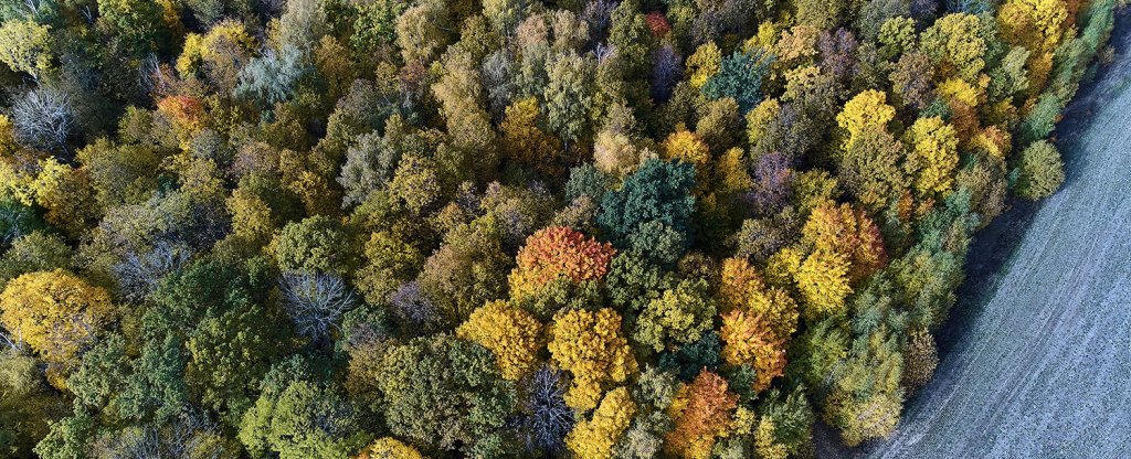 осенняя природа,  - Фото с квадрокоптера