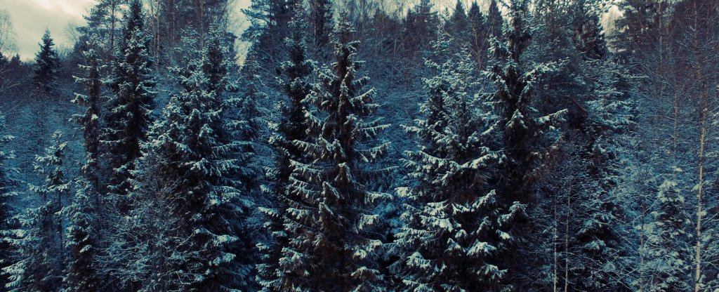 Зимний лес,  - Фото с квадрокоптера