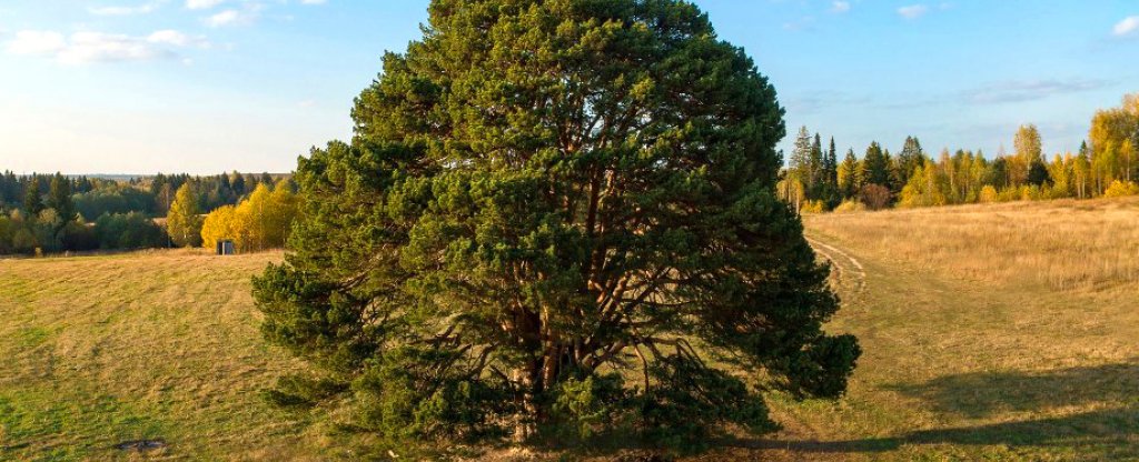 300-летняя сосна,  - Фото с квадрокоптера