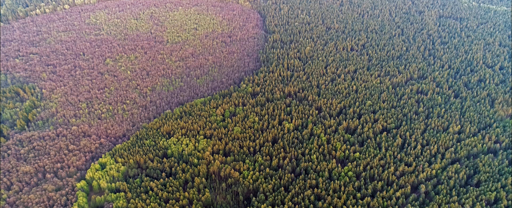 Лес в заповедных Мещёрских краях,  - Фото с квадрокоптера