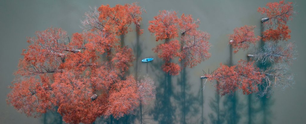 кипарисы,  - Фото с квадрокоптера